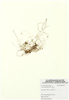 藏品(菟絲子)的圖片